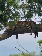 DoubleG Safaris and Camp Mikumi