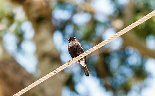 Teanest Nightingale - Nature Resorts