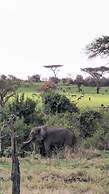 Pumba Luxury Camps