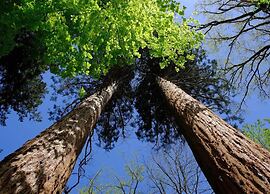 Chalet, Wendorf