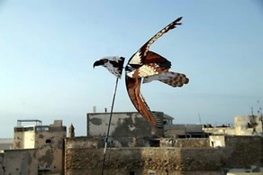 Dar Rahaothello