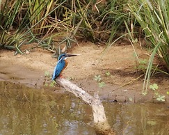 Blue Turtle Hotel