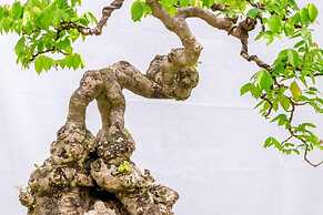 Bonsai Villa Hoi An