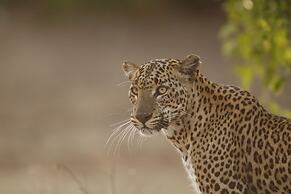 Yala Safari Camping