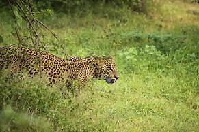 Yala Safari Camping
