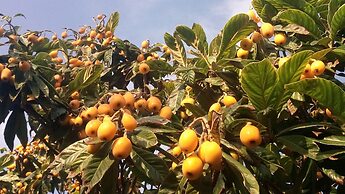 Zagara di Sicilia