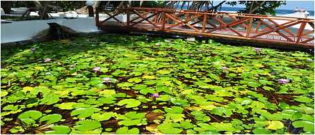 Angaga Island Resort & Spa