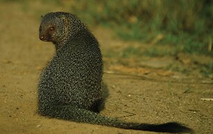 Big Game - Udawalawe by Eco Team