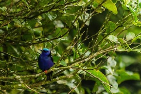 Hotel Holístico Monteverde