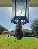 Asiatic Lion Lodge