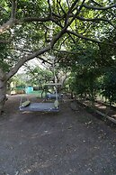 Asiatic Lion Lodge