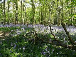 B&B Rafters