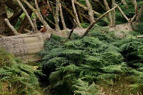 Forest How