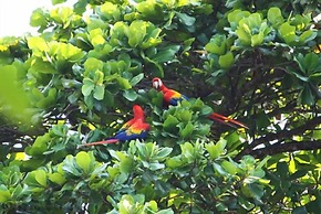 House of the Macaws