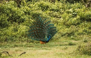 Elephant Paradise Safari Lodge