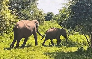 Elephant Paradise Safari Lodge