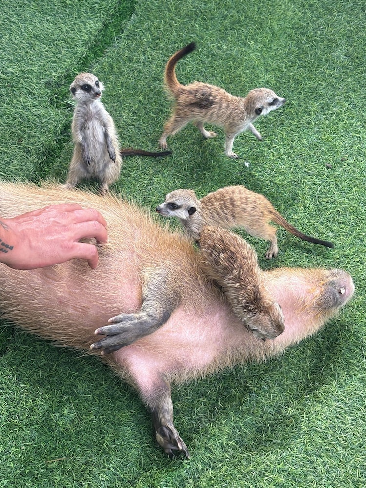 Capybara Zen Resort And Spa