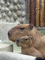 Capybara Zen Resort And Spa