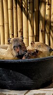 Capybara Zen Resort And Spa