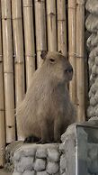 Capybara Zen Resort And Spa