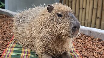 Capybara Zen Resort And Spa