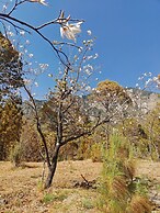 Silverfern By The Hillside