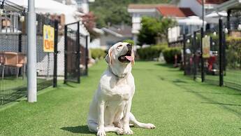 Evergreen Pet-friendly Pension, Taean