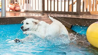 Evergreen Pet-friendly Pension, Taean