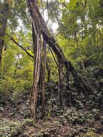 Epífita Glamping Monteverde