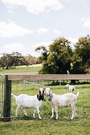 Moraea Farm Berry - by Linnaeus Collection
