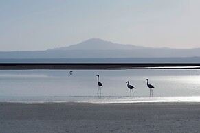 Awasi Atacama