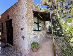 Dar mimosa