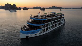 Cycad Cruise