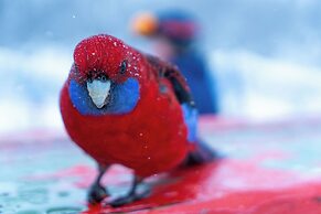 The Stables Resort Perisher - Open All Year