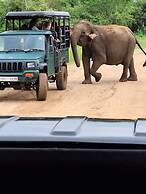 Jungle Paradise Hotel