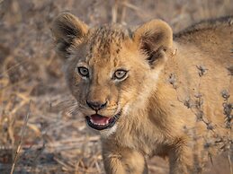 Tintswalo Scops Rest