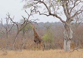 Toro River by Newmark
