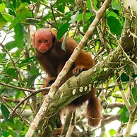 Red Uakari Jungle Lodge