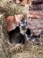 Les Chatougoulis