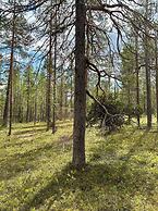 Borealis