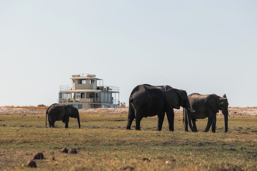 Chobe Princess By Mantis