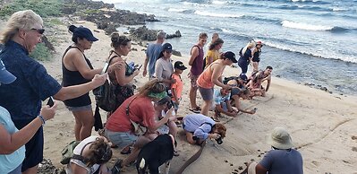 Turtle Beach Sanctuary Utila