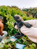 Turtle Beach Sanctuary Utila