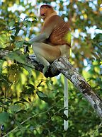 Borneo Nature Lodge 2