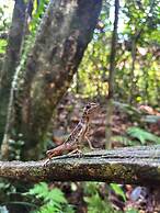 Rain Forest Vibe Sinharaja
