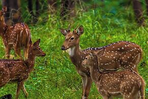 The Forest Chapter By Sayaji Madhai