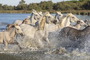 Blue Camargue - Le Grau du Roi
