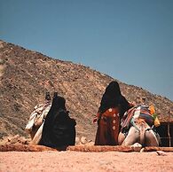 Mount Sinai Bedouin Camp Saint Catherine