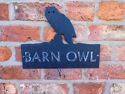 Barn Owl