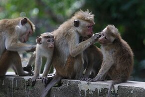Yaalu Yaala Safari Camp